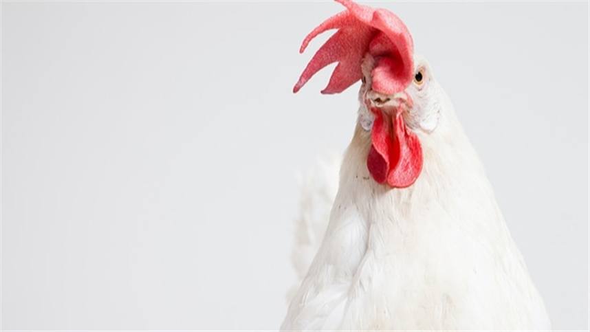 Lucas do Rio Verde produz 5,9 milhões de aves