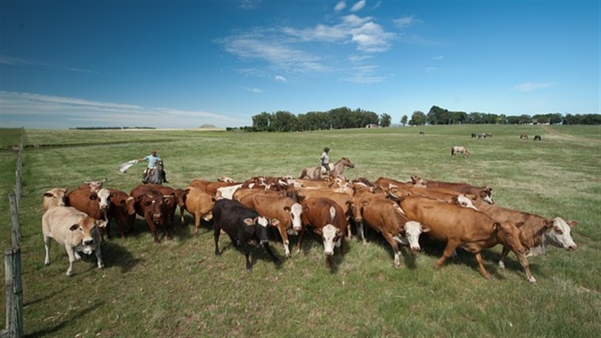 AGROLINK  O Portal do conteúdo Agropecuário. Confira: Noticias