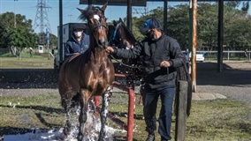 Expointer recebe primeiros animais