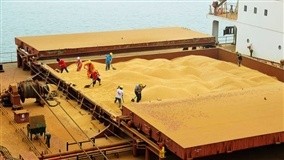 Soja segue em alta no Brasil