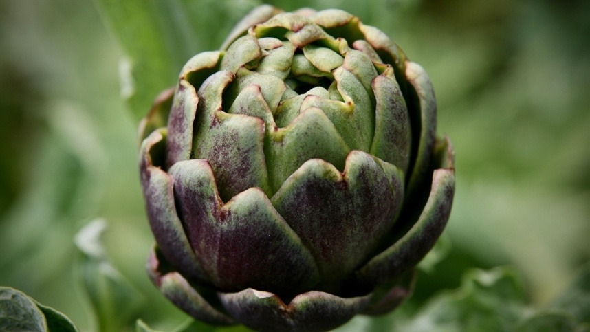 Alcachofra se firma como símbolo da agricultura paulista