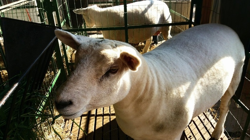 Argentina está vacunando ovejas en un proyecto pionero
