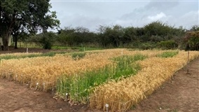 Semeadura