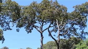 Pesquisa avalia sustentabilidade no manejo de castanhais nativos do Acre