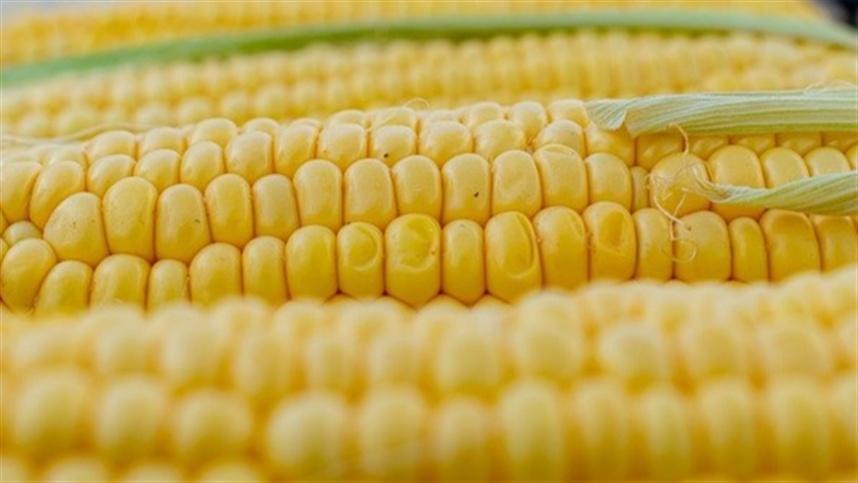 Casi imposible predecir la tendencia del maíz