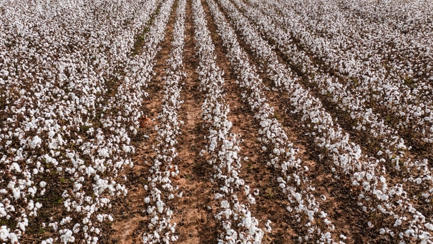 AGROLINK  O Portal do conteúdo Agropecuário. Confira: Noticias