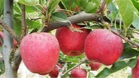 Cultivares de maçã