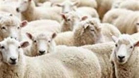 Panambi inaugura primeira agroindústria de abate d