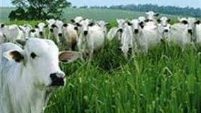 Pesquisador norte-americano profere palestra na Em