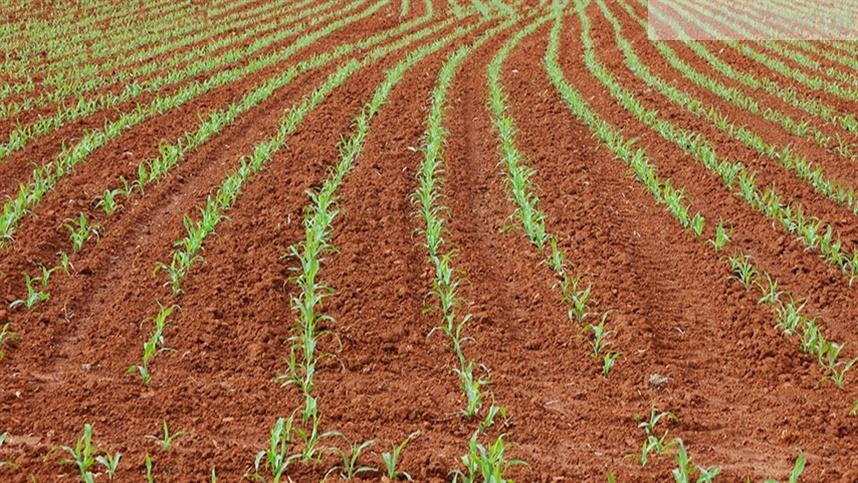 Iniciar o plantio com o solo limpo de plantas daninhas é fundamental para um bom arranque inicial da lavoura