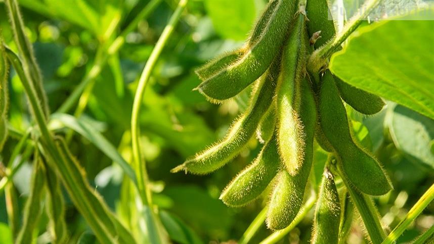 Combinação Potássio e Enxofre maximiza potencial da soja