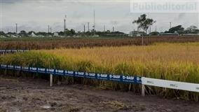 Rentabilidade do arroz