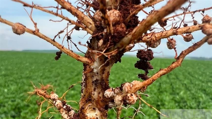 Elmo Max: nova geração de biológicos fortalece o controle de nematoides no campo