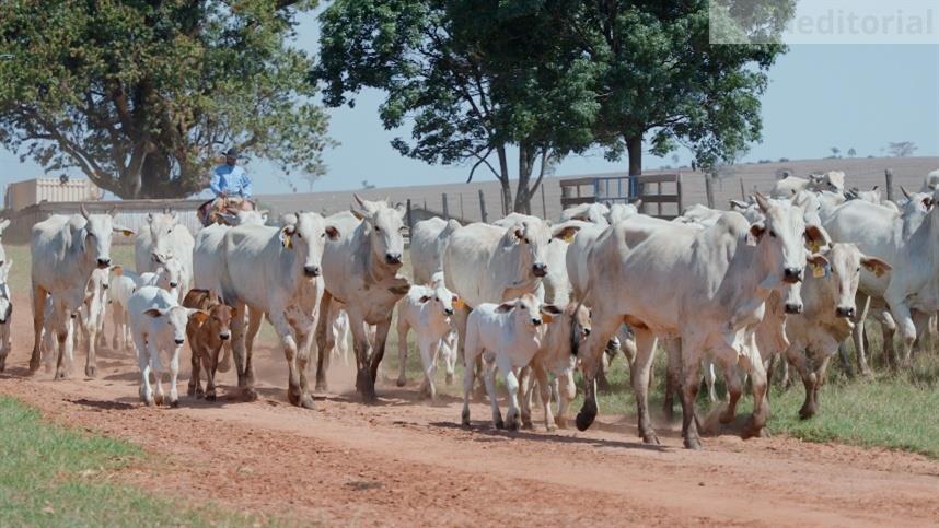 Sanidade ganha protagonismo em novo cenário da pecuária