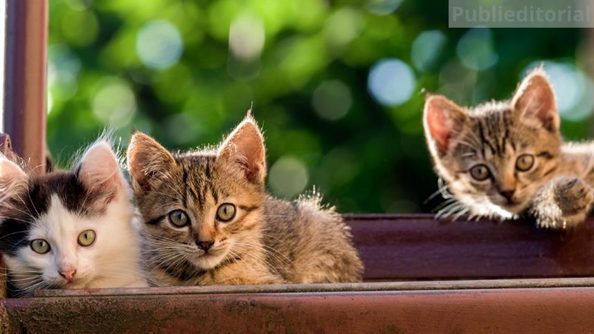 Brasil já tem 33,3 milhões de gatos e amplia demanda