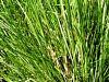 Arroz