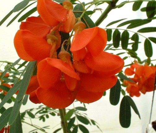 Acácia de flor vermelha