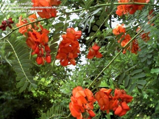 Acácia de flor vermelha (Sesbania punicea)