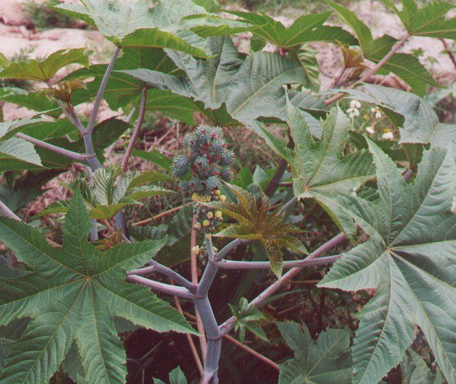 580 97 Ricinus communis3