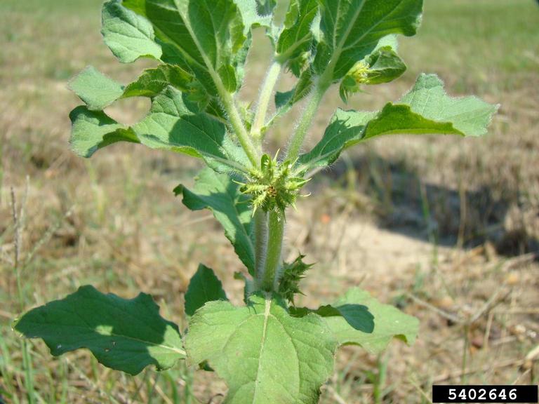 Planta conhecida popularmente como Carrapicho-de-cavalo