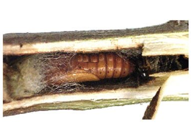 Broca da figueira (Azochis gripusalis)