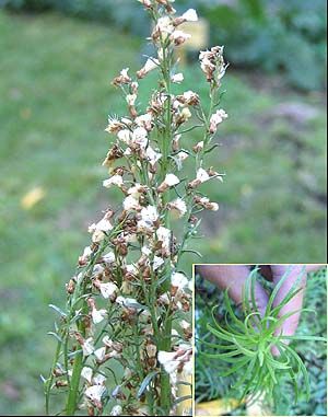 Mio mio (Baccharis coridifolia)