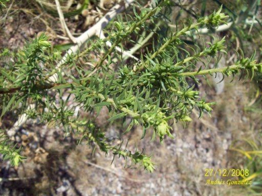 Mio mio (Baccharis coridifolia)