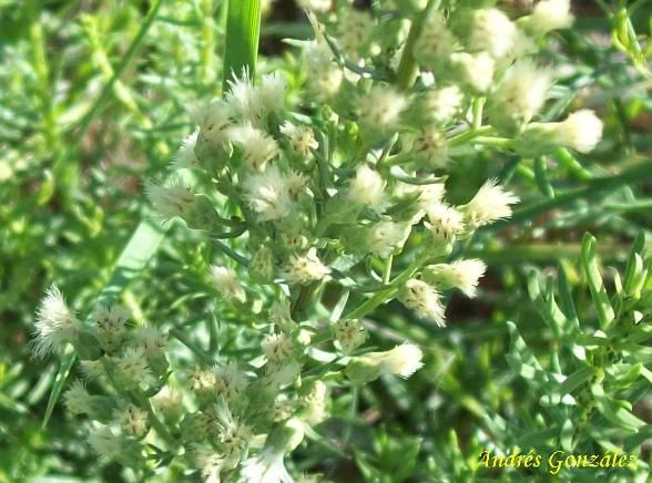 Mio mio (Baccharis coridifolia)