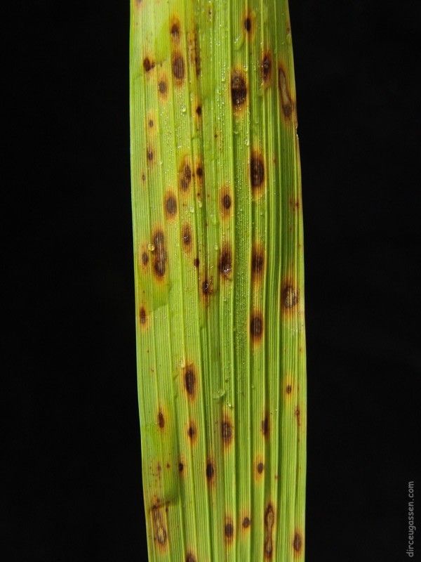 Helminthosporium oryzae arroz - Papaveris helminthosporium