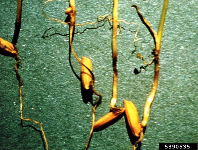 Helminthosporium oryzae en arroz. Papilom după azot
