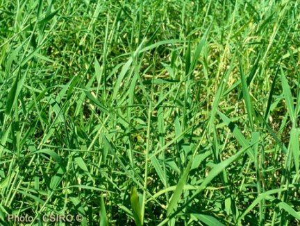 Tanner grass