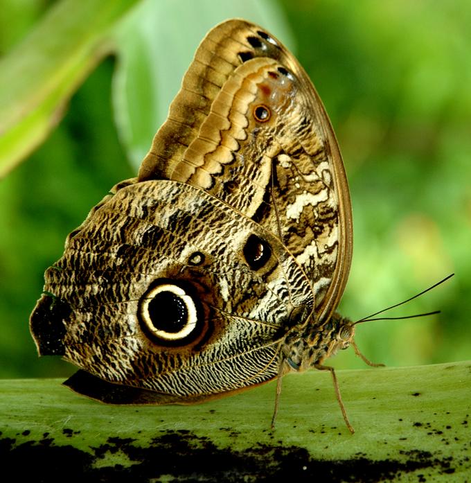 Caligo illioneus