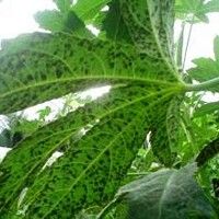 Cercosporiose Do Quiabeiro Cercospora Hibiscina