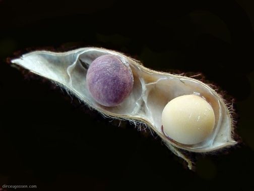 Mancha púrpura da semente