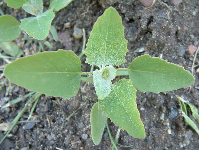 Chenopodium_album81.jpg