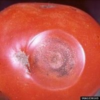 Antracnose