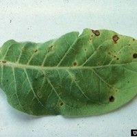 Antracnose