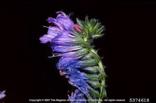 Flor roxa (Echium plantagineum)