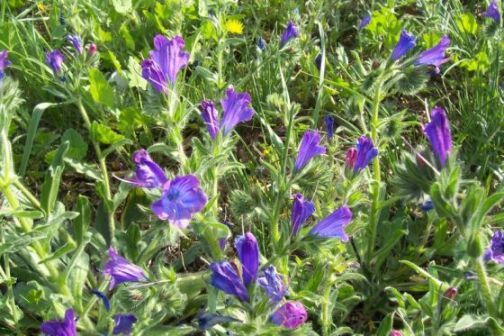 Flor roxa (Echium plantagineum)