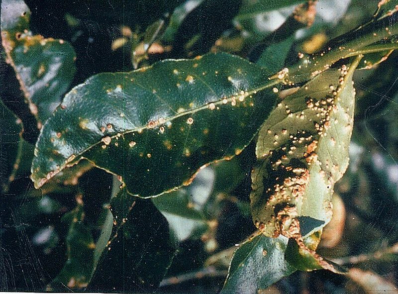 varicoza i oshness frunze