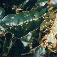 Pregatirea de la frunze de struguri varicoase
