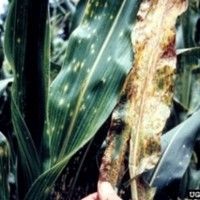 helminthosporium turcicum en sorgo)