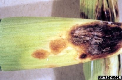 Helminthosporium turcicum milho controle - Aranyér paraziták a testben, hogyan kell kezelni