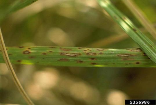 helminthiasis helminthias inváziós gyógyszerek férgek a belekben hogyan lehet kimutatni