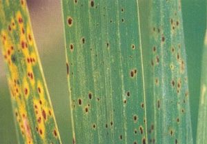 Helminthosporium oryzae en arroz, Fungicidas: Mancozeb Fedearroz 80% W.P