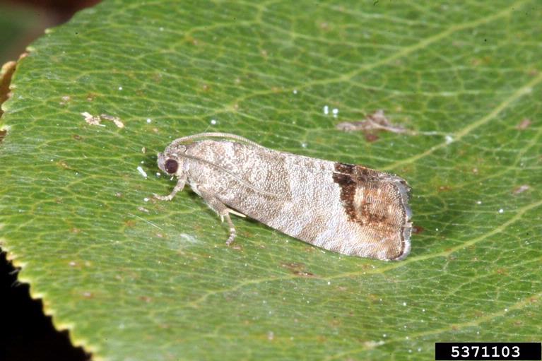 Traça das frutas (Laspeyresia pomonella)