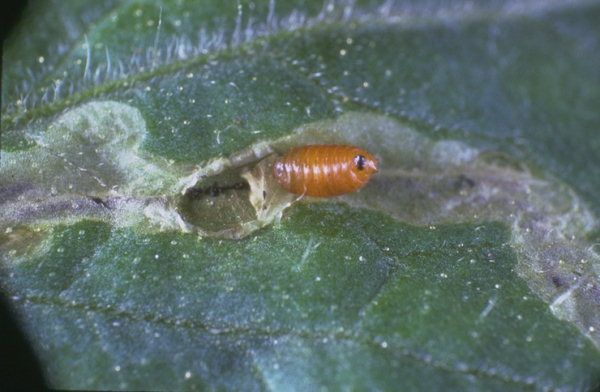 Larva minadora