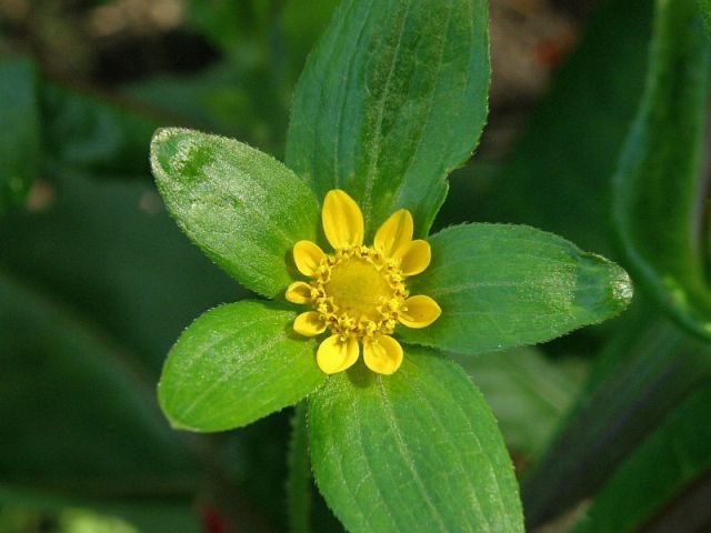 Flor amarela (Melampodium perfoliatum)