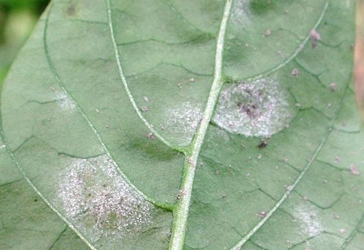Oides Sp Oídio (Oidiopsis sicula)