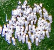Cochonilha (Pinnaspis sp)